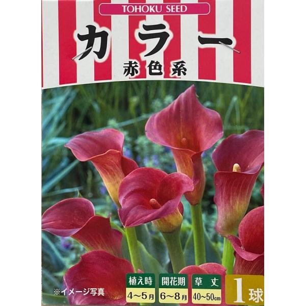 カラー　球根 gardeningivy_kyuukon-0396