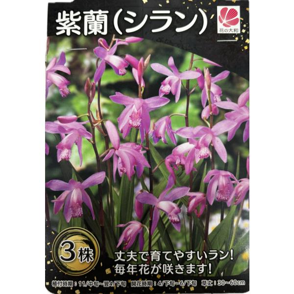 野生の蘭ですが、庭植えや鉢植えで手軽に楽しめます。栽培も簡単で、日陰の場所でも花を咲かせるのでシェードガーデンとしても楽しめます。