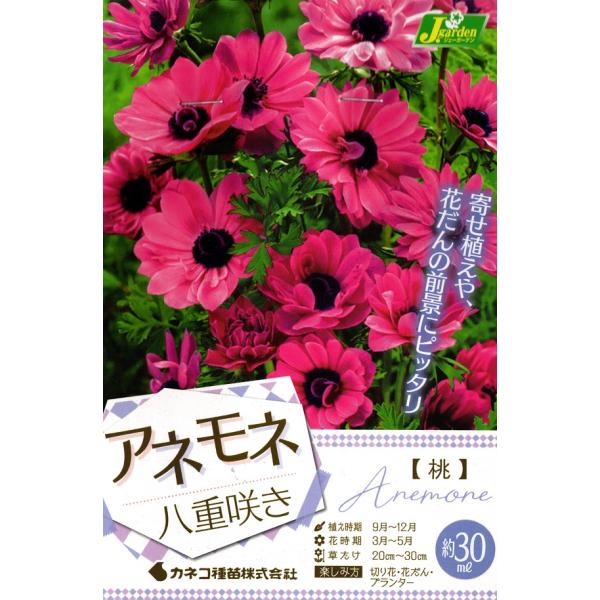 花球根 アネモネ 八重咲き 桃 40ml入 カネコ種苗の球根 Kyuukon 0411 Gardener S Shop Ivy 通販 Yahoo ショッピング