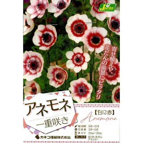 球根 花 白の人気商品 通販 価格比較 価格 Com