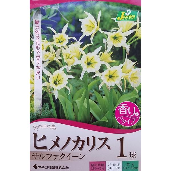 花球根 ヒメノカリス サルファクイーン １球入 カネコ種苗の球根