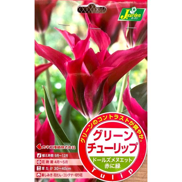 花球根 グリーンチューリップ ドールズメヌエット 4球入 カネコ種苗の球根