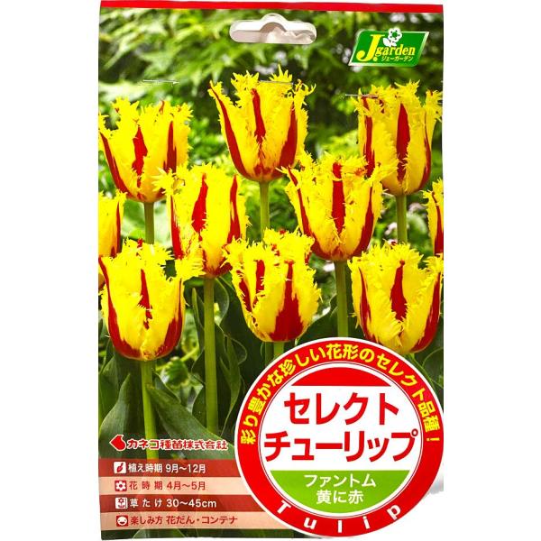 花球根 セレクトチューリップ ファントム 3球入 カネコ種苗の球根