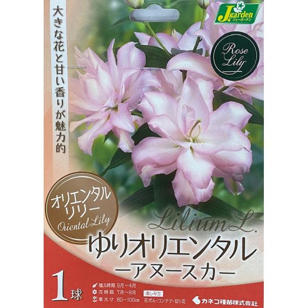 豪華なオリエンタル系の八重咲き品種。おしべが変化して花びらになっているので花粉が無く、花が汚れません。寒さに強く栽培は簡単ですが、暑さに弱いので、西陽を避け、半日陰で排水の良い場所が適します。