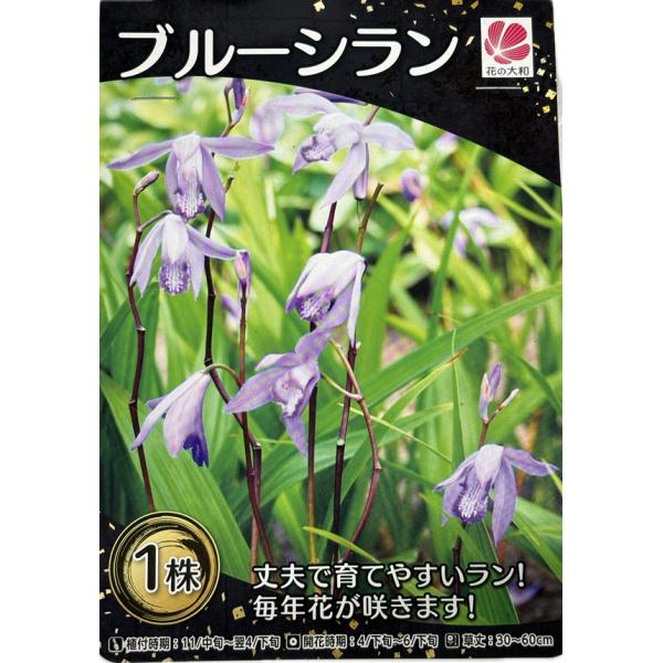 野生の蘭ですが、庭植えや鉢植えで手軽に楽しめます。栽培も簡単で、日陰の場所でも花を咲かせるのでシェードガーデンとしても楽しめます。