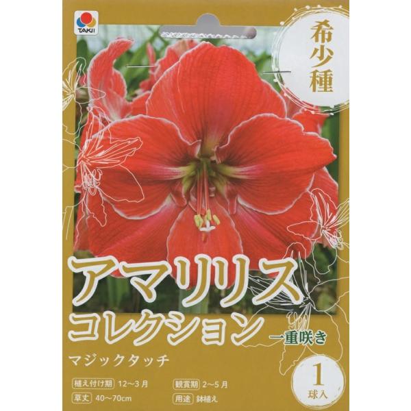 国内ではまだ見かけることの少ない希少で新しい品種です。一重咲きの花色が個性的なアマリリスです。