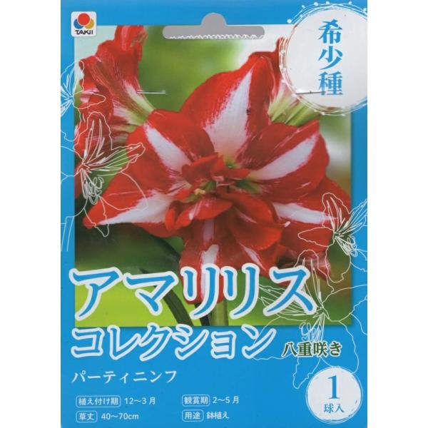 国内ではまだ見かけることの少ない希少で新しい品種です。八重咲きの花色が個性的なアマリリスです。