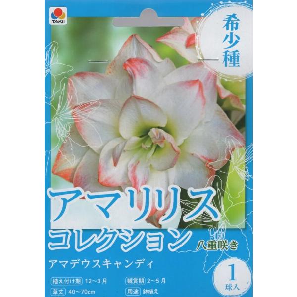 国内ではまだ見かけることの少ない希少で新しい品種です。八重咲きの花色が個性的なアマリリスです。