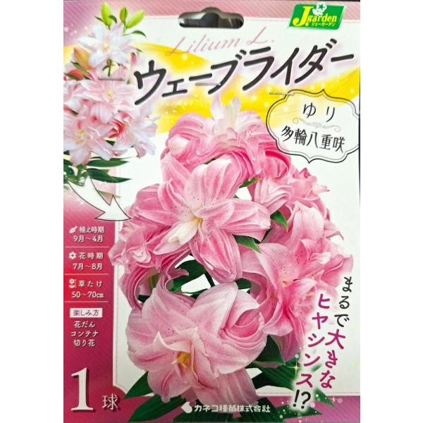 中輪タイプの多輪八重咲き品種です。頂点の花が咲いた様は、まるで大きなヒヤシンスのようで圧巻です。ゆりは寒さに強く栽培は簡単ですが、暑さに弱いので西陽をさけ、半日陰で排水の良い場所が適します。