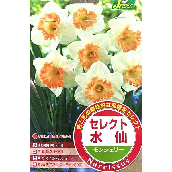 秋植え球根売り尽くしセール！この品種は白にサーモンピンクの副冠を持つタイプ。春にさきがけて開花する水仙は、寒さに強く栽培が簡単です。花の時期は、ヒヤシンスやクロッカスとほぼ同じですので、花だんやコンテナの寄せ植えが楽しめます。