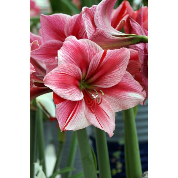 ポットアマリリスは、球根の他に、最初から鉢や受皿、用土が全てセッティングされている栽培セットです。美しいパック包装でギフトにもおすすめです。