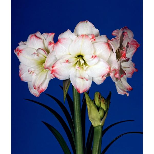 ポットアマリリスは、球根の他に、最初から鉢や受皿、用土が全てセッティングされている栽培セットです。美しいパック包装でギフトにもおすすめです。