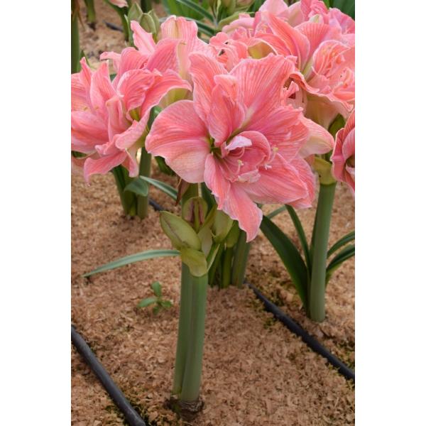 ポットアマリリスは、球根の他に、最初から鉢や受皿、用土が全てセッティングされている栽培セットです。美しいパック包装でギフトにもおすすめです。