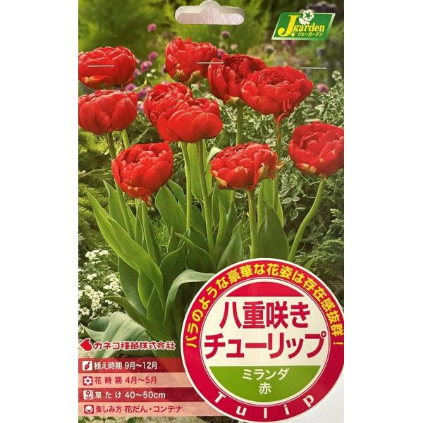 秋植え球根売り尽くしセール！華やかな色彩と優美な花姿で好まれるチューリップ。春の花だんの主役として、まとめ植えや、パンジー・ビオラ等との寄せ植え等でお楽しみ下さい。