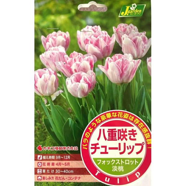 gardeningivy_kyuukon-0586