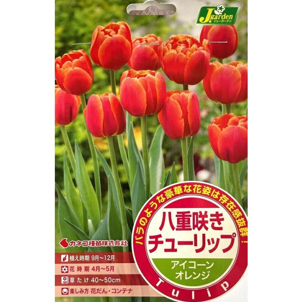 秋植え球根売り尽くしセール！華やかな色彩と優美な花姿で好まれるチューリップ。春の花だんの主役として、まとめ植えや、パンジー・ビオラ等との寄せ植え等でお楽しみ下さい。