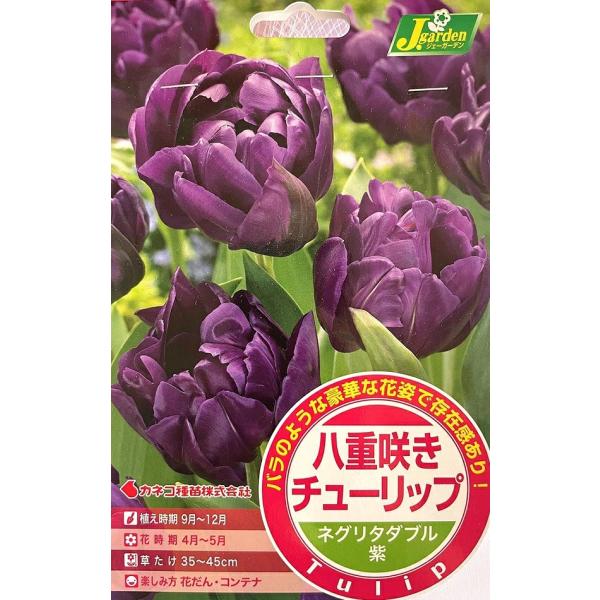 花球根 八重咲き チューリップ ネグリタダブル 4球入 カネコ種苗の球根
