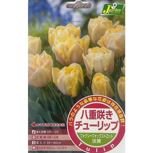 花球根 八重咲き チューリップ フォクシーフォックストロット 4球入 カネコ種苗の球根