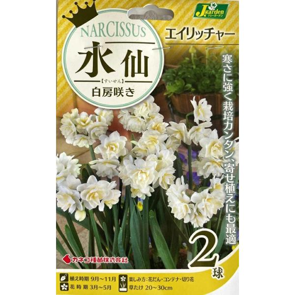 花球根 水仙 白房咲き エイリッチャー 2球入 カネコ種苗の球根