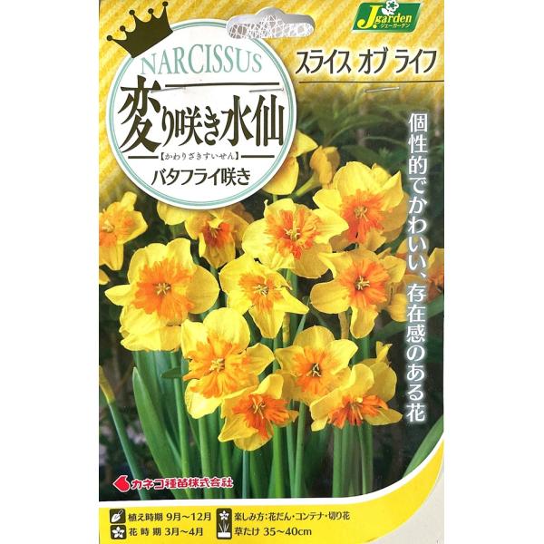 バタフライ水仙　2球 花球根 変り咲き水仙 バタフライ咲き スライスオブライフ 2球入 カネコ