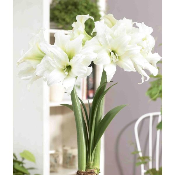 ポットアマリリスは、球根の他に、最初から鉢や受皿、用土が全てセッティングされている栽培セットです。美しいパック包装でギフトにもおすすめです。