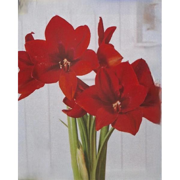 巨大輪が特徴のXXLシリーズ！