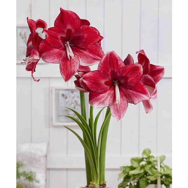 巨大輪が特徴のXXLシリーズ！