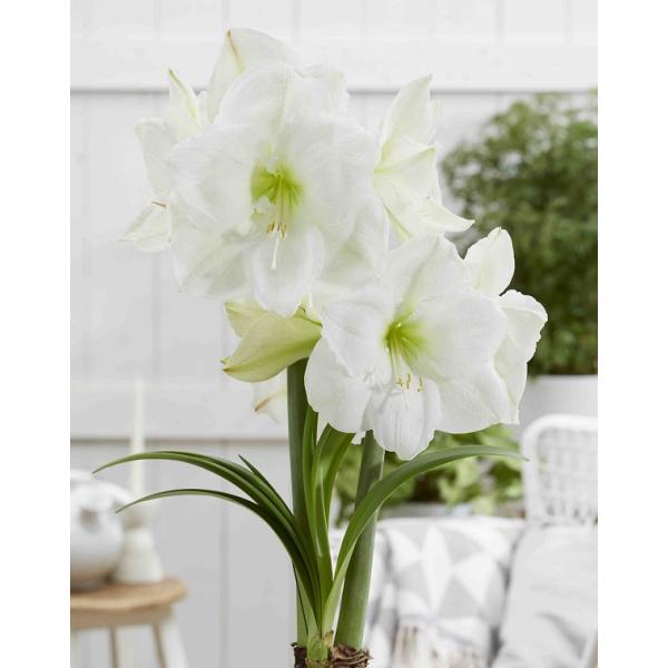 巨大輪が特徴のXXLシリーズ！