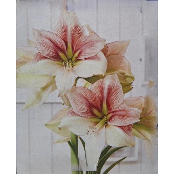 巨大輪が特徴のXXLシリーズ！