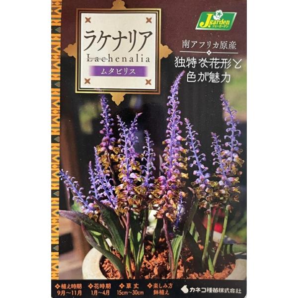 芽出し品のため売り尽くしセール！ラケナリアは南アフリカに約100種類も分布する球根植物です。この品種は、紫から青のグラデーションが美しい花を、穂状に多数咲かせます。蕾から開花までの間に花色が移り変わり、最終的には黄色に変化します。葉には褐色...