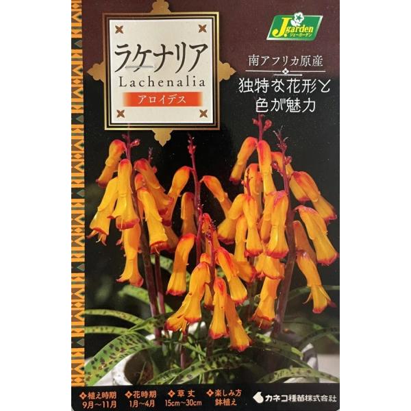芽出し品のため売り尽くしセール！ラケナリアは南アフリカに約100種類も分布する球根植物です。鮮やかなグラデーションカラーが美しいこの品種は、ラケナリアの代表的な品種の一つです。