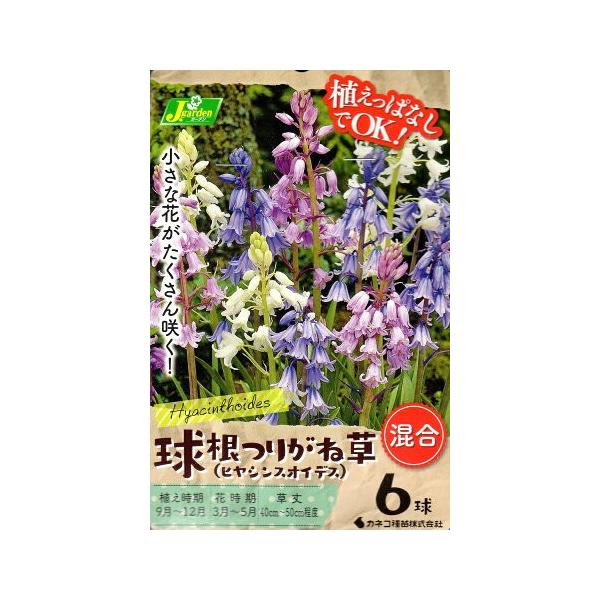 ԋ 肪ˑ (qVXICfX)  6 JlRc̋