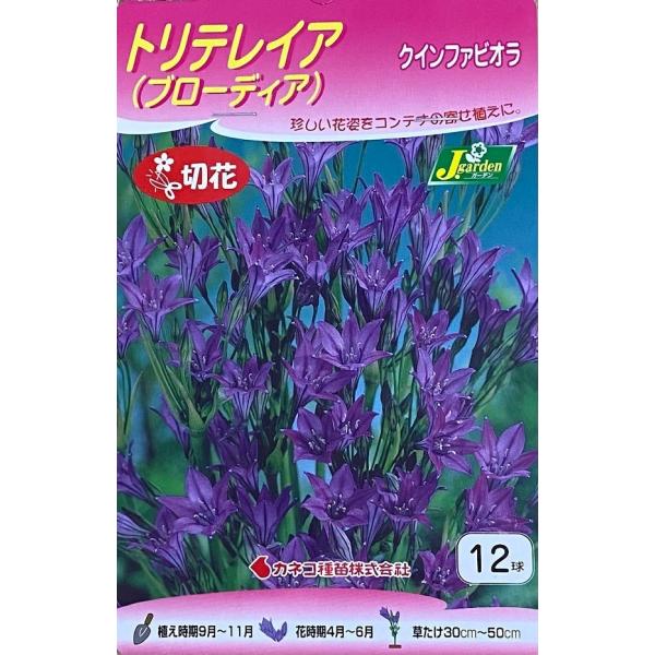 yԋzgeCAiu[fBAj NCt@rI 12 JlRc̋