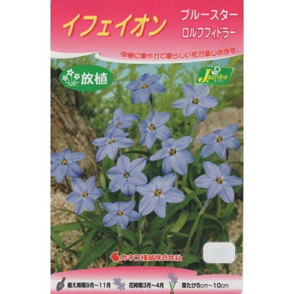 ブルースター 花の人気商品 通販 価格比較 価格 Com