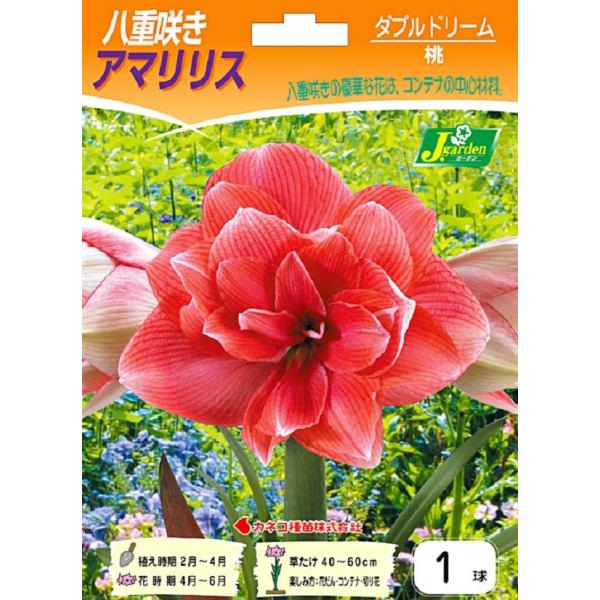 花球根 八重咲きアマリリス ダブルドリーム 1球入 カネコ種苗の球根