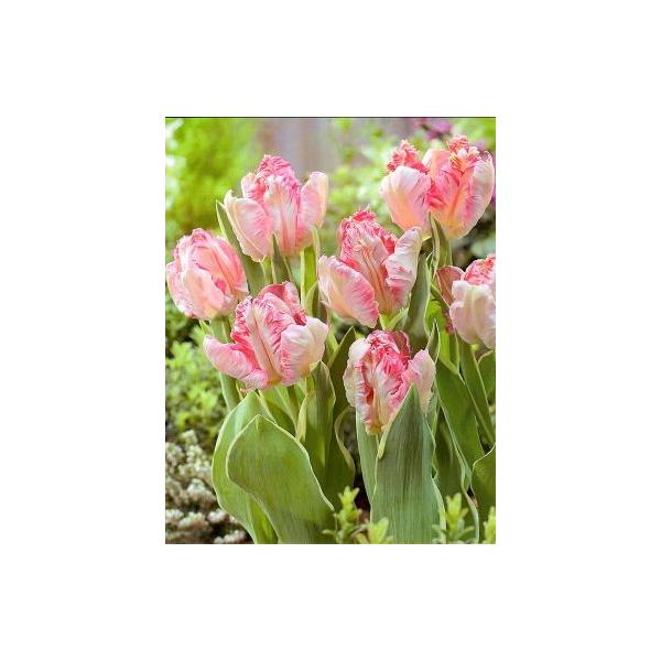 ԋ `[bvo苅Ip[bg炫iPjVo[p[bg 1 JlRc̋