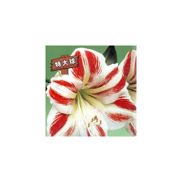花球根 アマリリス 丸弁咲き シドニーの球根 1球入り Buyee Buyee 日本の通販商品 オークションの代理入札 代理購入