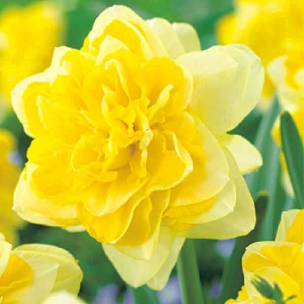 花球根 変り咲き水仙 八重咲き スイートポンポネット 2球入 Kyuukon 129 Gardener S Shop Ivy 通販 Yahoo ショッピング