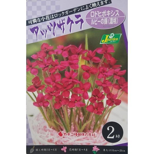 花球根 アッツザクラ ロドヒポキシス ルビーの輝(濃桃) 2球入 カネコ種苗の球根