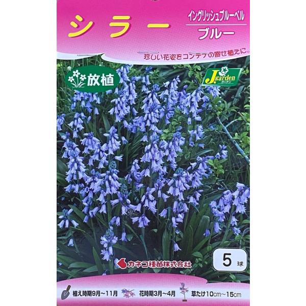 希少　イングリッシュブルーベル　9cmロングポット　正規品ラベル付き 739-QAZ161.jpg?1