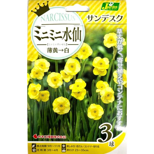 椿 水仙3球 花球根】ミニミニ水仙 サンデスク 3球入 カネコ種苗の球根 : Gardener