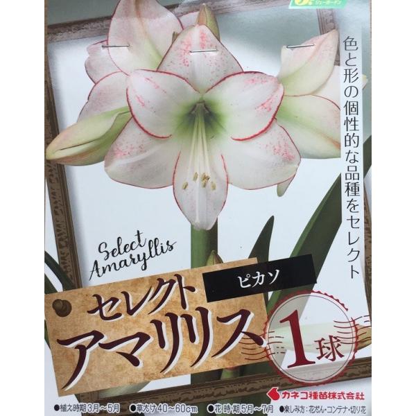 花球根 セレクト アマリリス ピカソ 1球入 カネコ種苗の球根 Kyuukon 199 Gardener S Shop Ivy 通販 Yahoo ショッピング