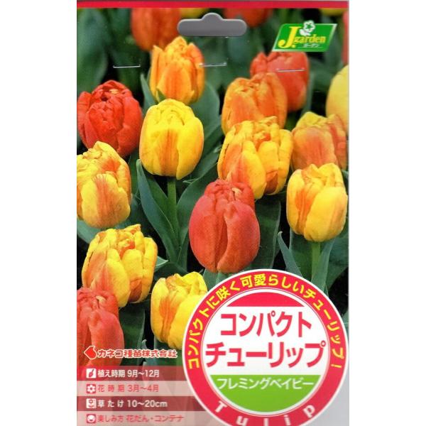 球根】フレミングベイビー ミニチューリップ 7球 水耕栽培 レア品種