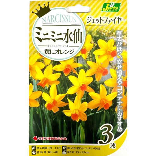 スイセン　水仙球根　ジェットファイヤー　2球　商談中 花球根】ミニミニ水仙 ジェットファイヤー 3球入 カネコ種苗の球根