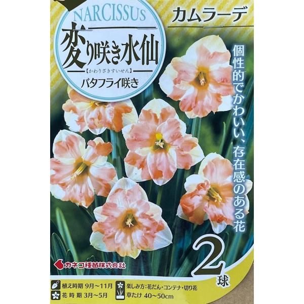 yԋzς炫 o^tC炫 J[f 2 JlRc̋