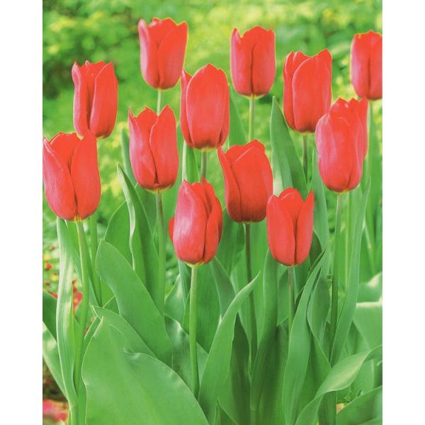 秋植え球根売り尽くしセール！濃赤色のシンプルな一重咲きの品種で、上品な花色が魅力的。お庭がシックにまとまります。