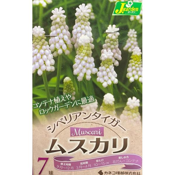 【花球根】ムスカリ シベリアンタイガー 7球入 カネコ種苗の球根