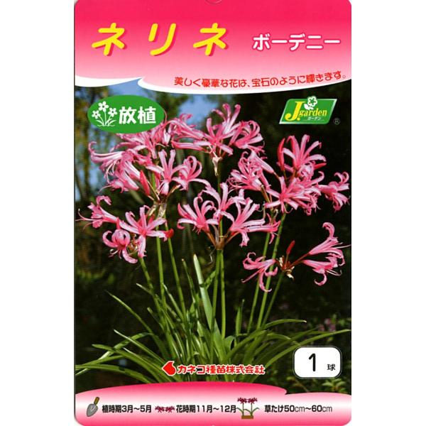 ネリネ 球根 メルカリ