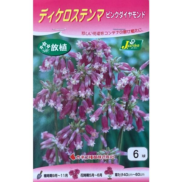 花球根 ディケロステンマ ピンクダイヤモンド 6球入 Buyee Buyee Japanese Proxy Service Buy From Japan Bot Online