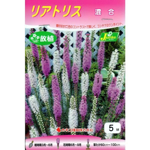 花球根 リアトリス 混合 5球入 カネコ種苗の球根 Kyuukon 3 Gardener S Shop Ivy 通販 Yahoo ショッピング